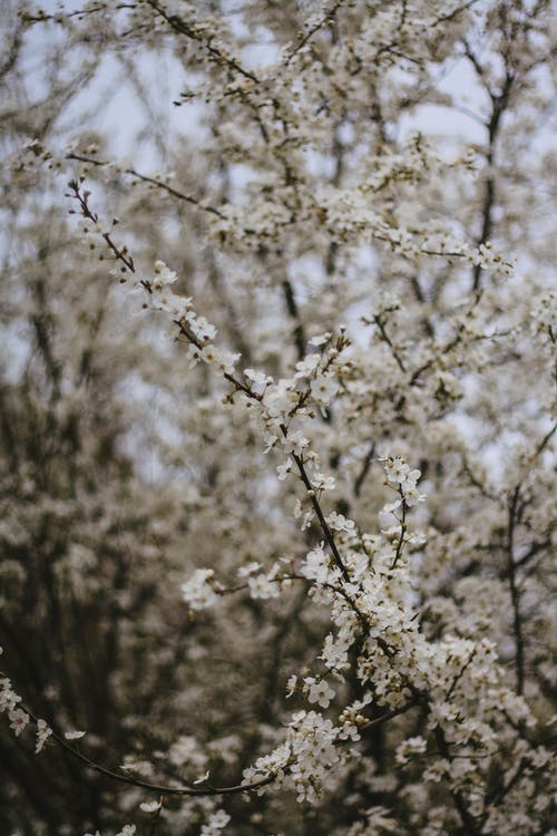 有关垂直拍摄, 春天, 植物群的免费素材图片