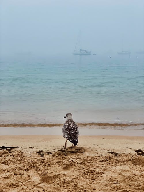 有关垂直拍摄, 海濱, 海灘的免费素材图片