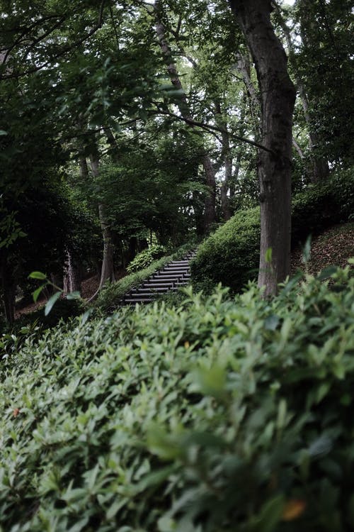 有关公園, 垂直拍摄, 增長的免费素材图片