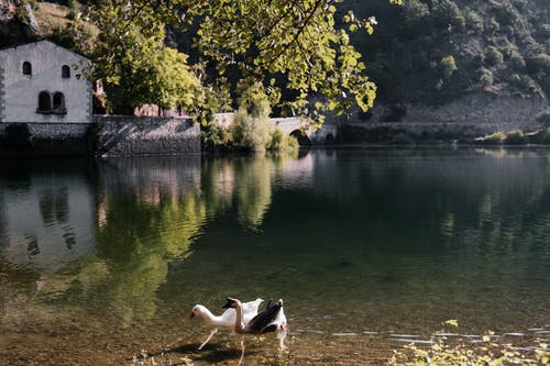 有关@户外, 樹木, 水反射的免费素材图片