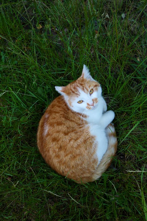 有关動物, 可愛, 可愛的的免费素材图片