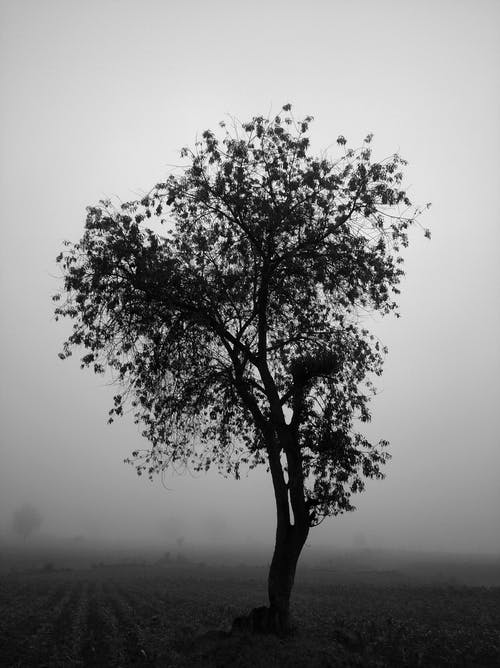 有关垂直拍摄, 有霧, 樹的免费素材图片