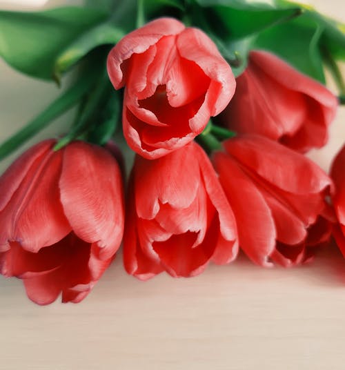 有关漂亮, 特写, 紅色的花朵的免费素材图片
