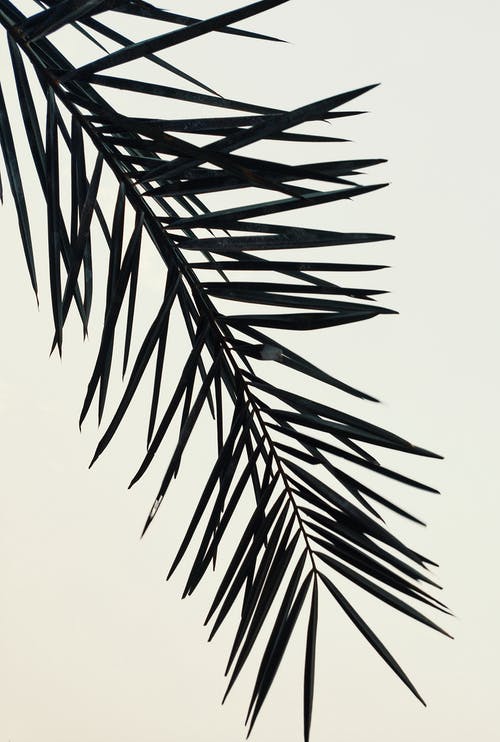 有关垂直拍摄, 壁紙, 棕櫚樹葉的免费素材图片