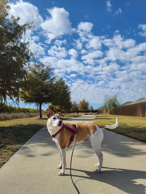 有关動物攝影, 垂直拍摄, 天空的免费素材图片