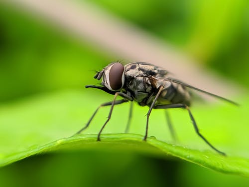 有关動物, 微距拍摄, 模糊的背景的免费素材图片
