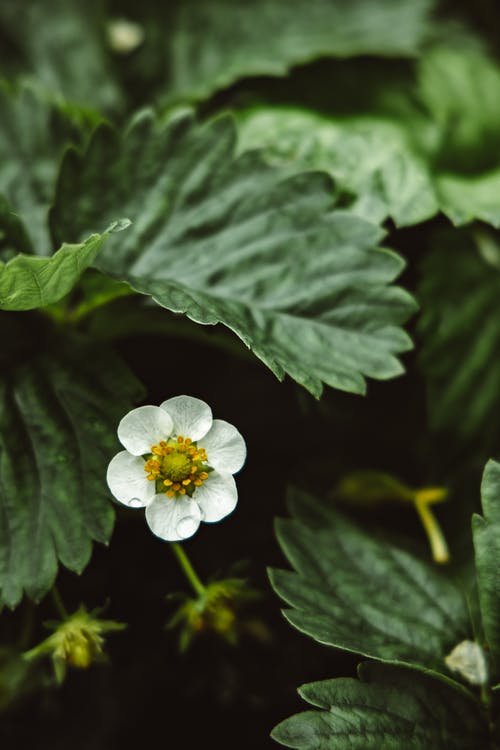 有关垂直拍摄, 增長, 微妙的免费素材图片