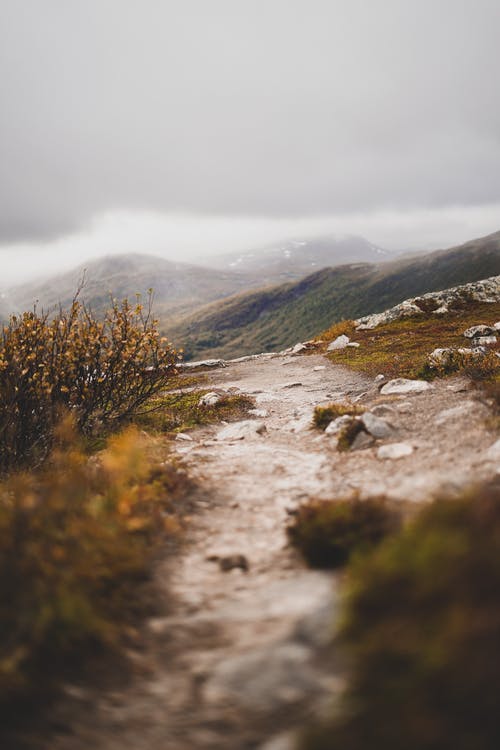 有关地面, 垂直拍摄, 天性的免费素材图片