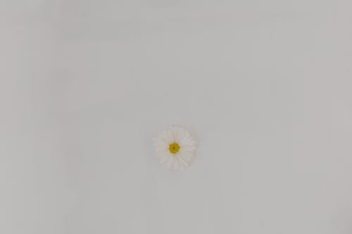 有关Flatlay, 極簡主義, 白色的花的免费素材图片