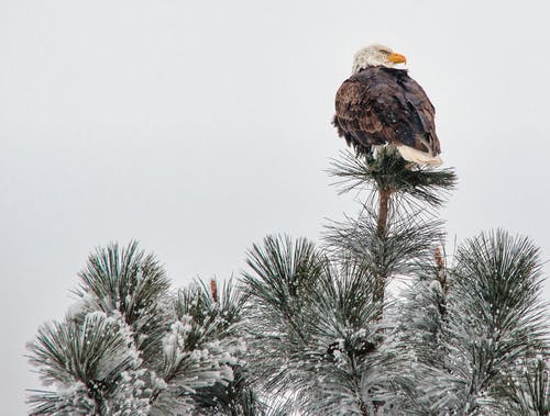 有关動物, 大雪覆盖, 棲息的免费素材图片