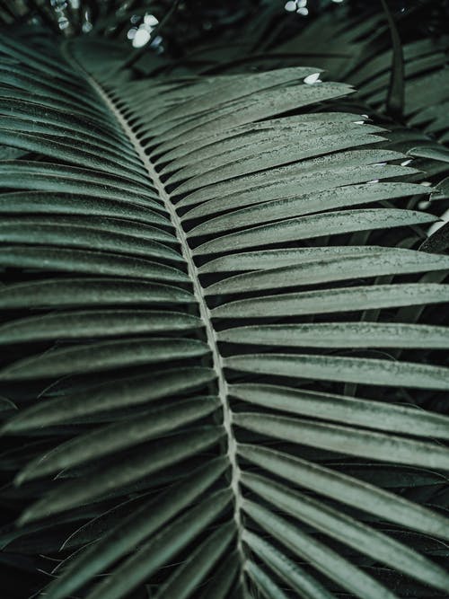 有关垂直拍摄, 天性, 植物學的免费素材图片