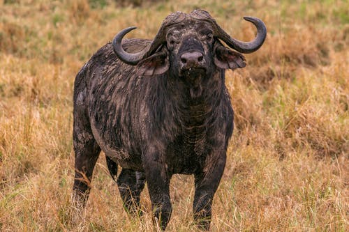 有关動物, 動物攝影, 動物肖像的免费素材图片