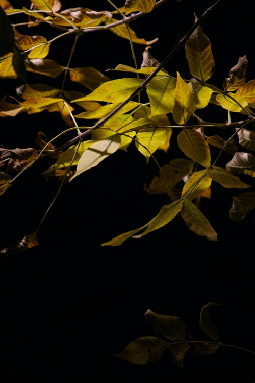 有关分支機構, 垂直拍摄, 工厂的免费素材图片