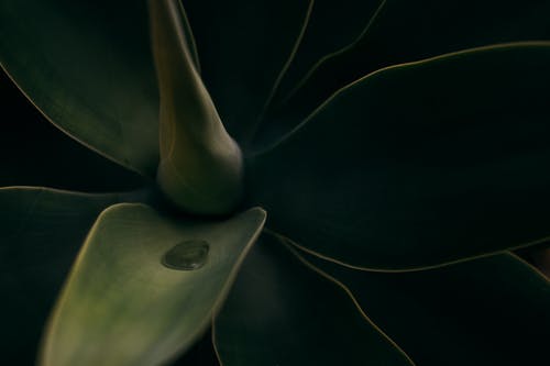 有关增長, 多肉植物, 工厂的免费素材图片