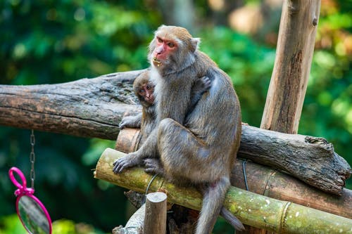 有关分公司, 動物, 動物園的免费素材图片