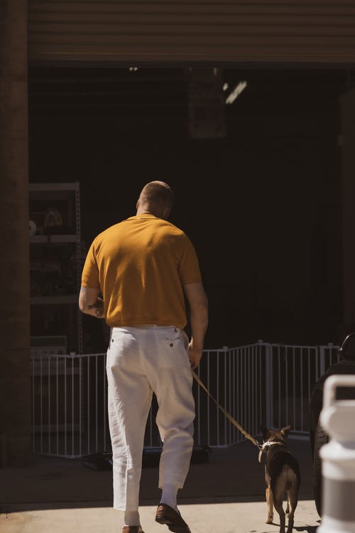 有关人, 伴侶, 寵物的免费素材图片