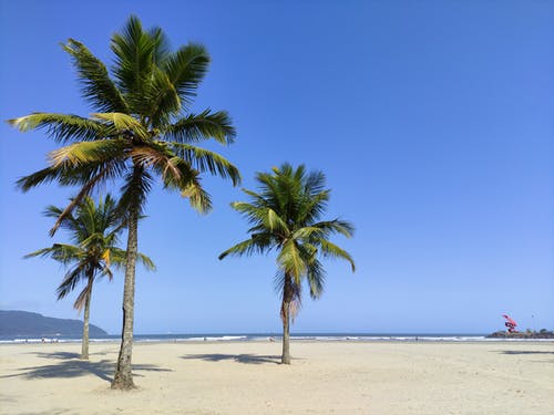 有关夏天, 戶外, 棕櫚樹的免费素材图片