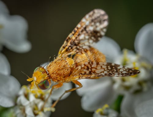 有关微距拍摄, 昆蟲, 模糊的背景的免费素材图片
