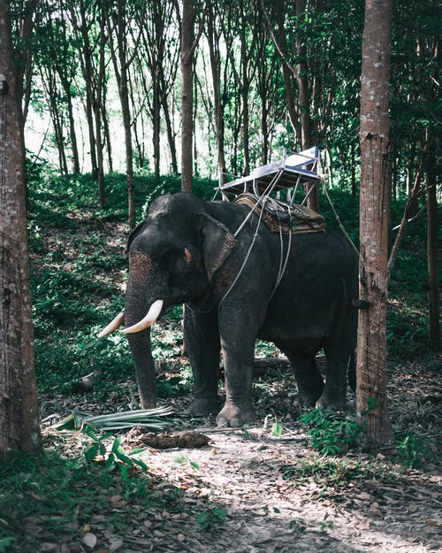 有关動物, 垂直拍摄, 大象的免费素材图片