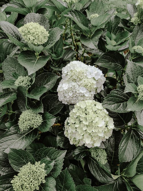 有关垂直拍摄, 植物群, 特写的免费素材图片