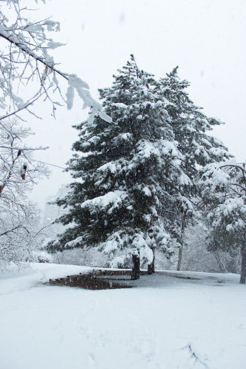 有关下雪, 冬季, 冷的免费素材图片