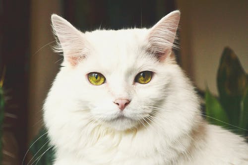 有关動物攝影, 寵物, 白貓的免费素材图片