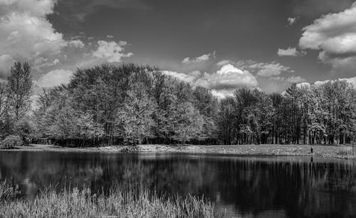 有关天性, 樹木, 湖的免费素材图片