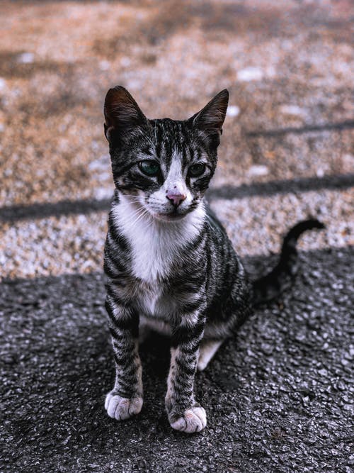 有关動物, 動物攝影, 可愛的免费素材图片