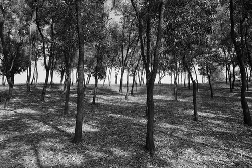 有关天性, 樹木, 灰階的免费素材图片