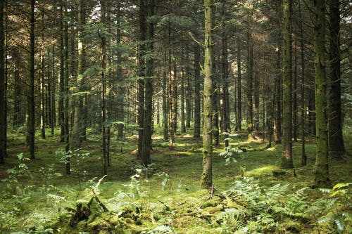 有关林地, 树林, 森林的免费素材图片