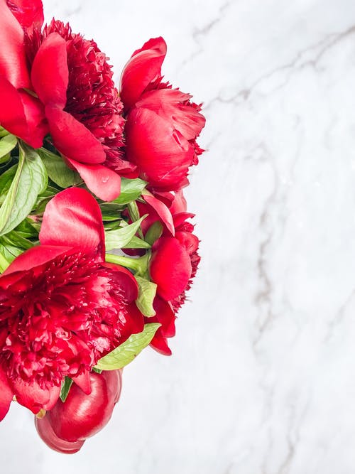 有关垂直拍摄, 漂亮, 紅色的花朵的免费素材图片