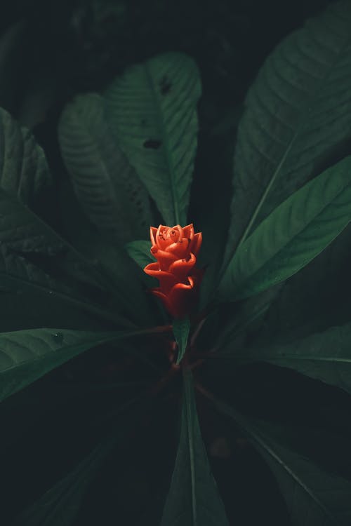 有关垂直拍摄, 增長, 天性的免费素材图片