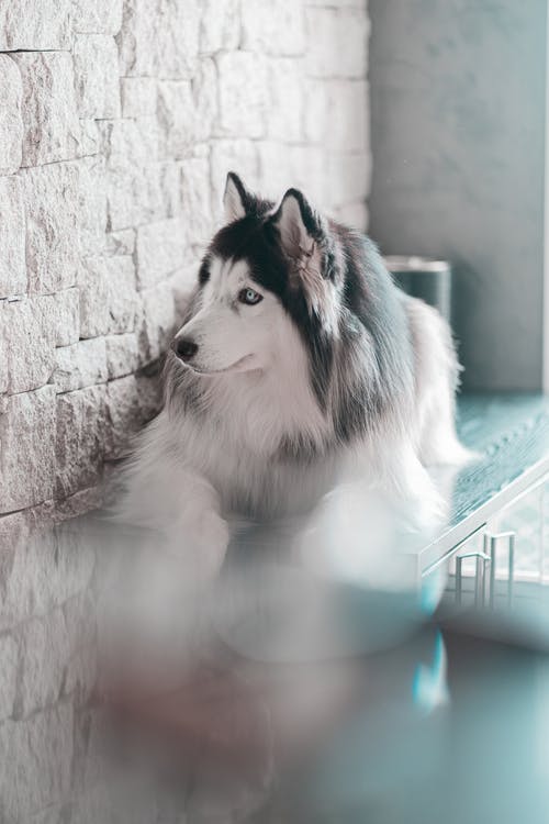 有关動物, 可愛, 垂直拍摄的免费素材图片