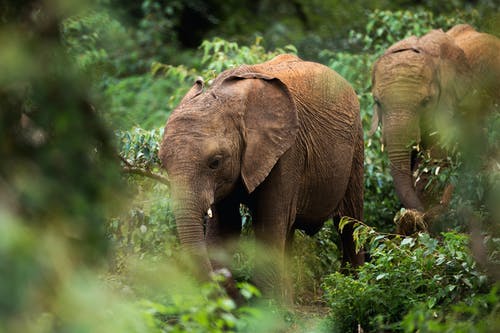 有关大象, 棲息地, 草食動物的免费素材图片