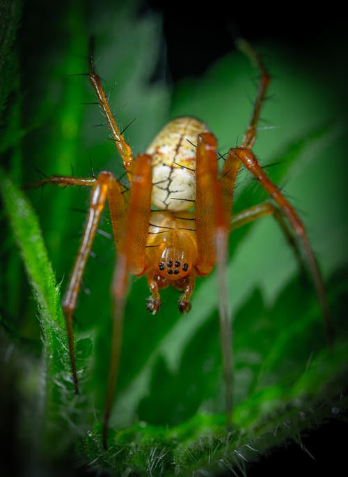 有关動物, 垂直拍摄, 天性的免费素材图片
