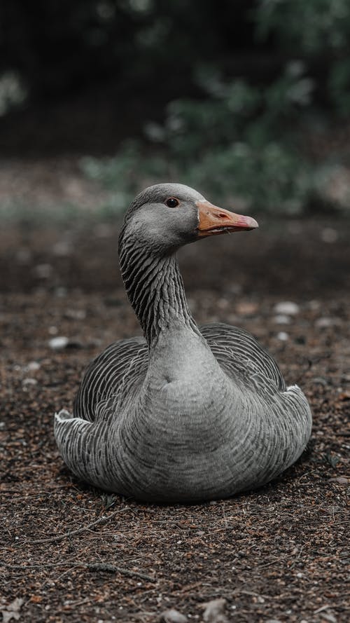 有关anser anser, 動物, 地面的免费素材图片