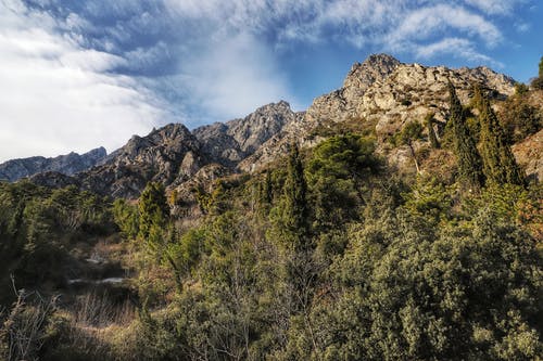 有关天性, 樹木, 洛磯山脈的免费素材图片