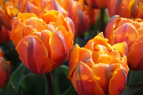 有关壁紙, 漂亮, 特写的免费素材图片