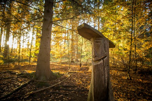 有关下落, 天性, 森林的免费素材图片