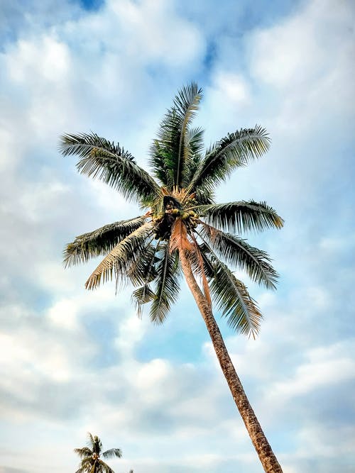有关垂直拍摄, 多雲的天空, 椰子樹的免费素材图片