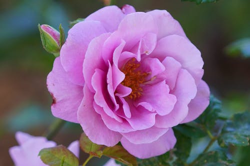 有关漂亮, 特写, 花卉摄影的免费素材图片