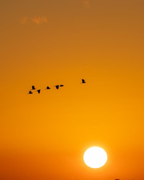 有关一群鳥, 垂直拍摄, 天空的免费素材图片