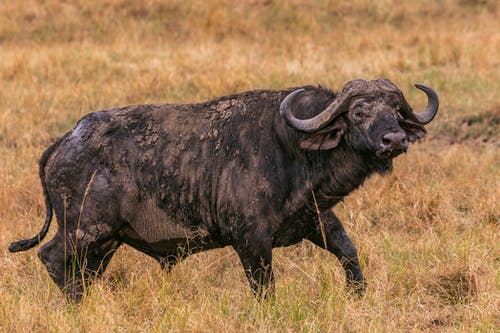 有关動物, 動物攝影, 動物肖像的免费素材图片