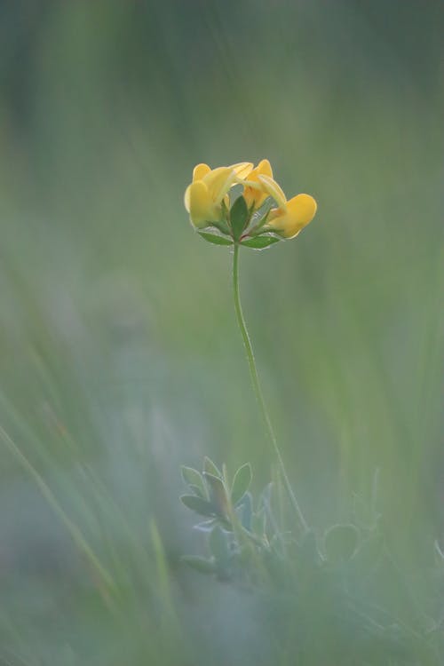 有关垂直拍摄, 增長, 天性的免费素材图片