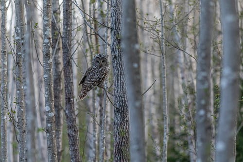 有关strix uralensis, 乌拉尔猫头鹰, 分支機構的免费素材图片