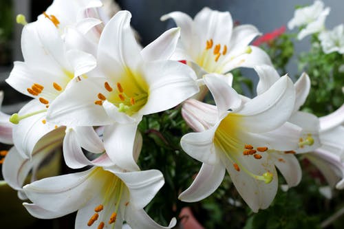 有关植物群, 特写镜头, 白色的免费素材图片