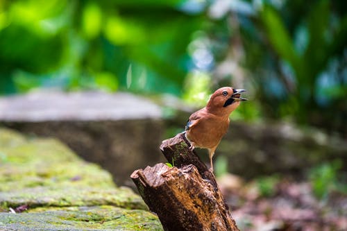 有关動物, 棲息, 模糊的背景的免费素材图片