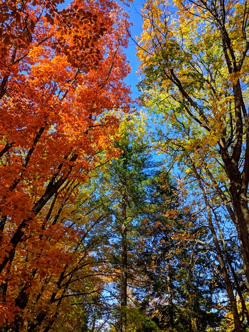 有关垂直拍摄, 林地, 森林的免费素材图片