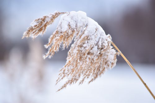 有关冷, 冷冰的, 凍結的的免费素材图片