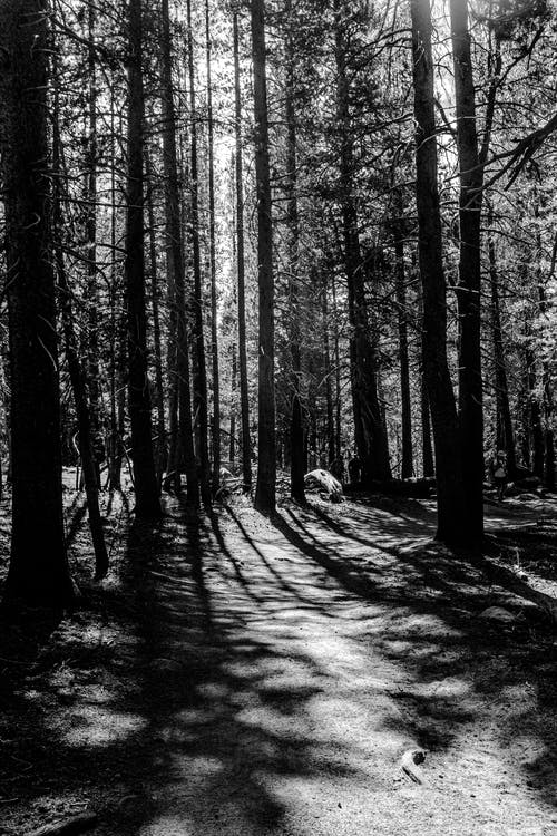 森林的灰度照片 · 免费素材图片